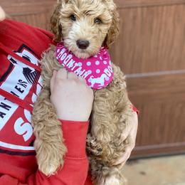 Bernedoodle and Goldendoodle Puppies from Mountain Doodles