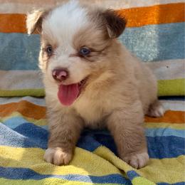 Merle female 1 - Red merle female Miniature Australian Shepherd puppy in Lemon Cove, California from Magic Ranch Mini Aussies