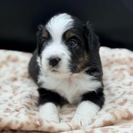Boy 1 - Black tri male Miniature Australian Shepherd puppy in Arcadia, Indiana from Sunset Cowgirl Mini Aussies
