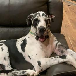Great Dane puppies from Robin's Great Danes