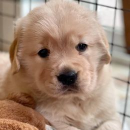 Golden Retrievers from PotAGold Golden Retrievers