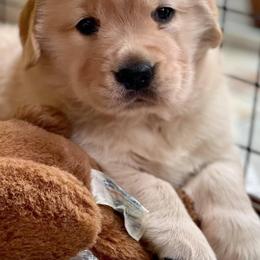 Golden Retrievers from PotAGold Golden Retrievers