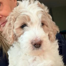 Betsy - Parti female Springerdoodle puppy in Murrells Inlet, South Carolina from SpringerDoodles at the Beach