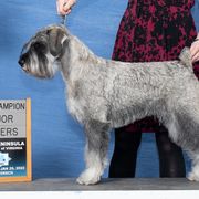 Neva - Standard Schnauzer