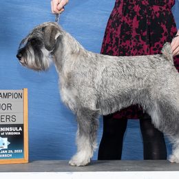 Neva - Standard Schnauzer