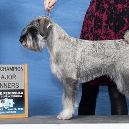 Neva - Standard Schnauzer
