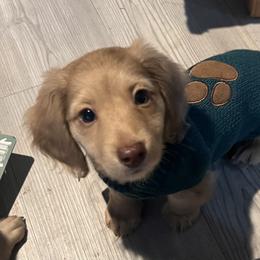 Cream dapple - Cream male Dachshund puppy in Crestview, Florida from Neverending Dachies