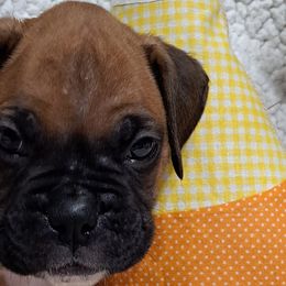 Grey - Fawn Boxer puppy in Franklin, Georgia from Lakeside Kennels of Franklin