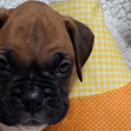 Grey - Fawn Boxer puppy in Franklin, Georgia from Lakeside Kennels of Franklin