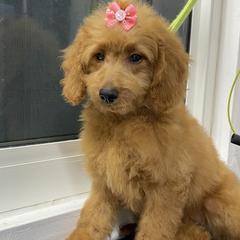 Tequila - Goldendoodle