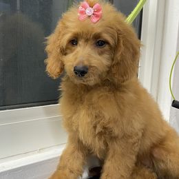 Tequila - Goldendoodle