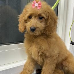 Tequila - Goldendoodle