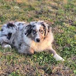 Aspen - Blue merle Miniature Australian Shepherd puppy in Paris, Texas from Blue Envy Mini Aussies