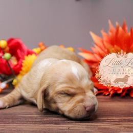 AKC Hunter - Red male Dachshund puppy in Christiansburg, Virginia from Little Legs Luxury Dachshunds LLC
