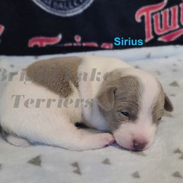 Sirius - White and silver male Teddy Roosevelt Terrier puppy in Milaca, Minnesota from Bright Lake Terriers
