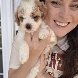 Oreo - Parti male Goldendoodle puppy in Palestine, Texas from KK's Doodle Bunch