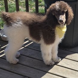 Hank - Parti Poodle puppy in Osage Beach, Missouri from Pups Are Us