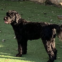 Izzy - Portuguese Water Dog