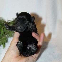 Dasher Genetically Clear - Salt and pepper male Miniature Schnauzer puppy in Klingerstown, Pennsylvania from Clay Hill Kennels