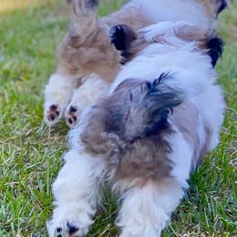Shih Tzu Puppies from Willow Lane Shih Tzus