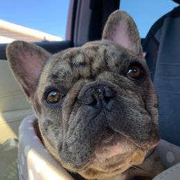 Quill - French Bulldog