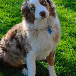 Aussiedoodles, Bernedoodles, and Goldendoodles from JW Doodles