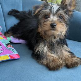 Polo - Black and gold male Yorkshire Terrier puppy in Cape Coral, Florida from Katherine’s Yorkies and Poodles