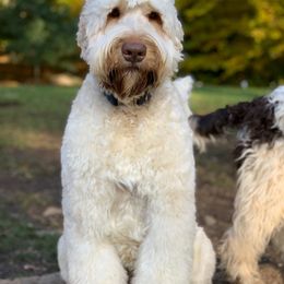 Australian Labradoodle Puppies from Forest Hill Labradoodles