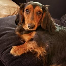 Jemma - Black and tan female Dachshund puppy in Great Bend, Pennsylvania from Dashing Doxies