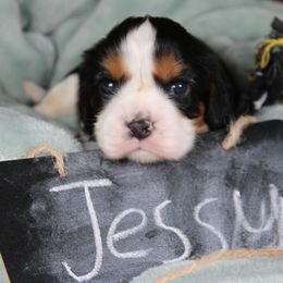 AKC Jessy - Tri-color male Cavalier King Charles Spaniel puppy in Albany, Indiana from Hatz Off Puppies
