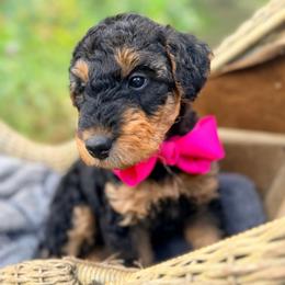 Miss Pink - Black and tan female Airedale Terrier puppy in Mooresville, North Carolina from Farm 55