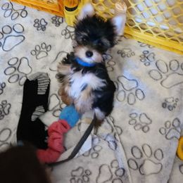 Yorkshire Terrier Puppies from Little Yorkie World Texas