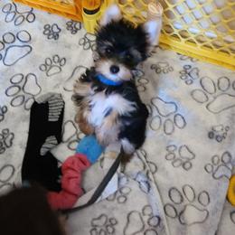 Yorkshire Terrier Puppies from Little Yorkie World Texas