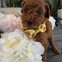 Aloha - Red  female Poodle puppy in Cape Coral, Florida from Ruby the poodle