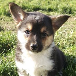 American Corgis and Pembroke Welsh Corgis from L2H Colorful Corgi's