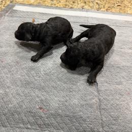 Grace - Black female Poodle puppy in Florence County, South Carolina from Modern Family Standards