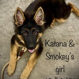 German Shepherd Puppies from Majestic Royal German Shepherd’s
