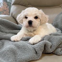 Birch - White male Coton de Tulear puppy in Ludington, Michigan from Cotten's Sunset Kennels