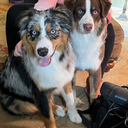 Australian Shepherd All Grown Up from Safe Haven Aussies