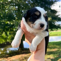 Black tri female - Black tri-color female Australian Shepherd puppy in Ashland, Ohio from SS Australian Shepherds