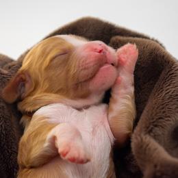 Yellow girl - Red  female Goldendoodle puppy in Lafayette, Alabama from Sweethaven Kennels