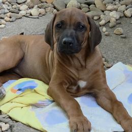Ms Ellie - Rd whtn blk nose female Rhodesian Ridgeback puppy in Gaffney, South Carolina from Circle D Farms