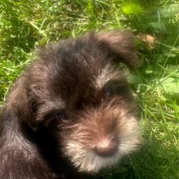 Boy 1 - Liver male Miniature Schnauzer puppy in West Point, Nebraska from Canyon Rose Schnauzers