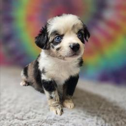 Lavender - Blue merle female Miniature Australian Shepherd puppy in Church Hill, Tennessee from Hippie Dog Haven