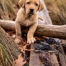 Labrador Retriever Puppies from Red Tide Retrievers