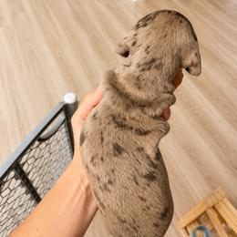 Dakota  AKC Chocolate and tan dapple 5000 - Dapple female Dachshund puppy in Indian Trail, North Carolina from Hilda’s Teenie Weenies