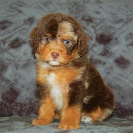 Aussiedoodle Puppies from Steindoodles