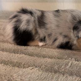 Australian Shepherd Puppies from Friendly Hills Aussies