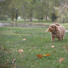 Bernedoodle and Goldendoodle Puppies from Lings Legacy Doodles