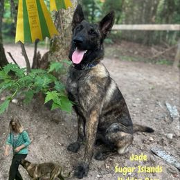 Jade - Dutch Shepherd
